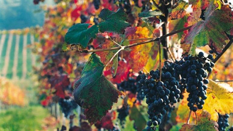 Cascina Manu Panzió Rosignano Monferrato Kültér fotó